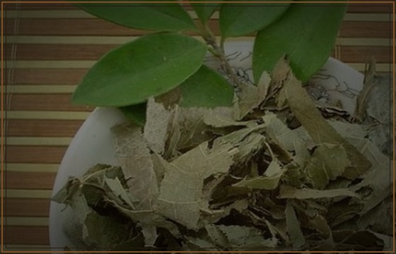 淫羊藿